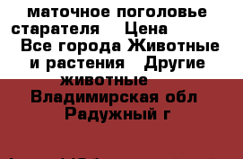 маточное поголовье старателя  › Цена ­ 2 300 - Все города Животные и растения » Другие животные   . Владимирская обл.,Радужный г.